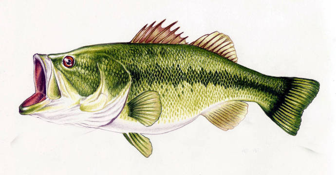 Басс с открытым ртом / Изображения из категории "Рыбы"