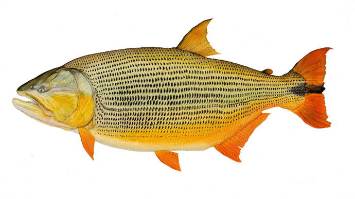Дорадо золотой / Изображения из категории "Рыбы"