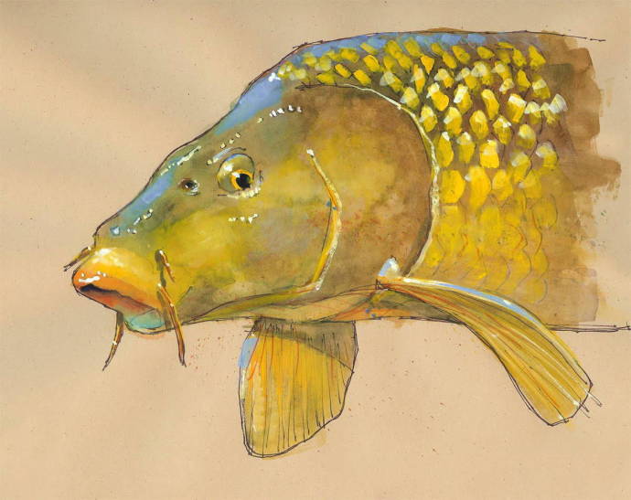 Золотая кость / Изображения из категории "Рыбы"