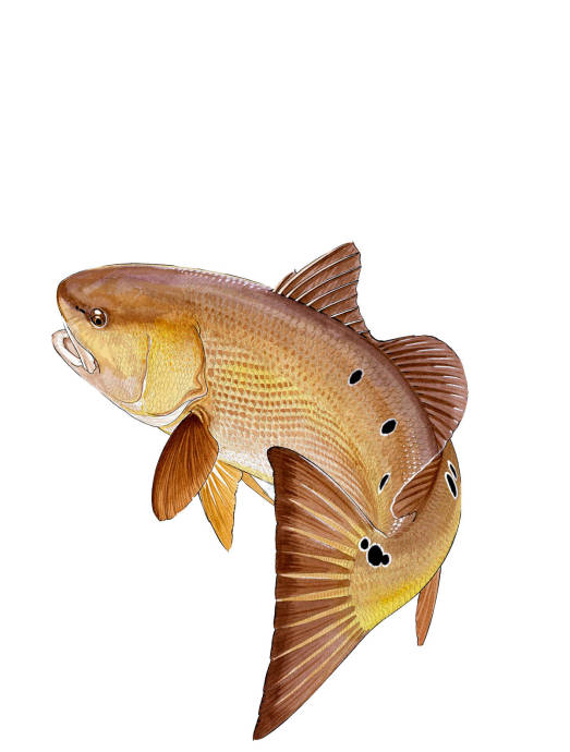 Красная рыба / Изображения из категории "Рыбы"