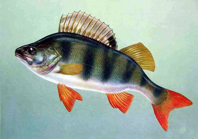 Окунь речной / Изображения из категории "Рыбы"