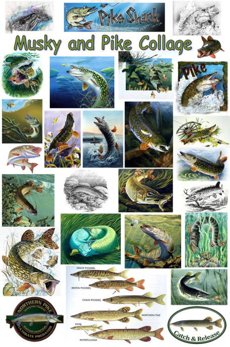 Щука - Коллаж / Изображения из категории "Рыбы"